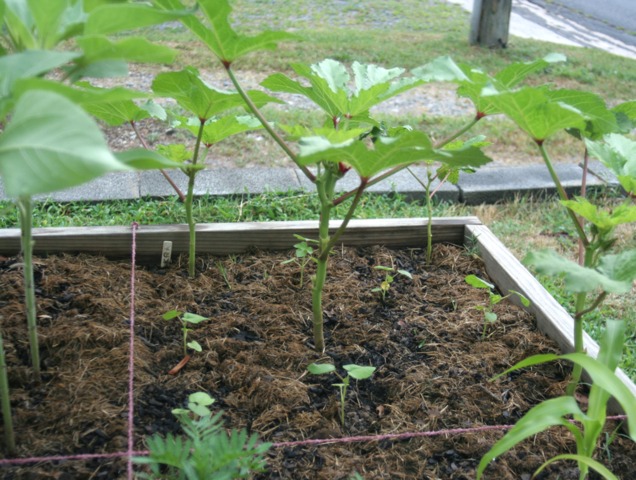 Gombo 2